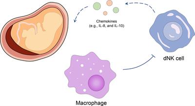 Placental Immune Tolerance and Organ Transplantation: Underlying Interconnections and Clinical Implications